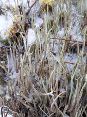 Cladonia ecmocyna