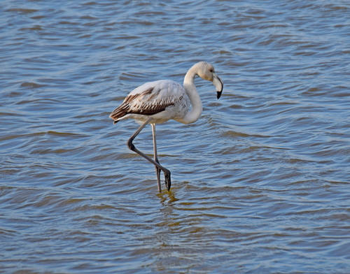 Flamenco común (Phoenicopterus roseus)