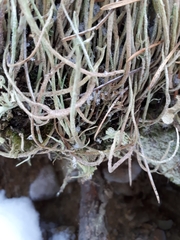 Cladonia ecmocyna