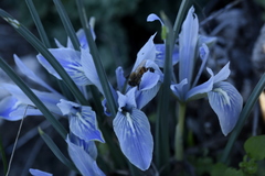 Iris vartanii