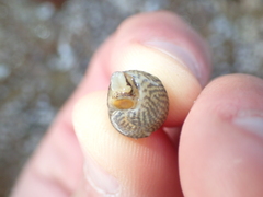 Steromphala cineraria