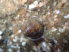 Steromphala cineraria