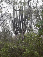 Stenocereus eichlamii