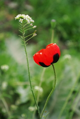 Papaver dubium stevenianum