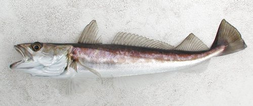 Silver Hake