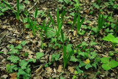 Colchicum umbrosum