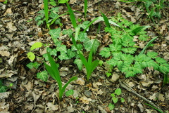 Colchicum umbrosum