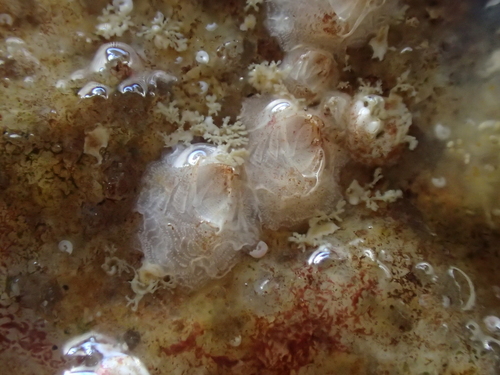 Verruca stroemia