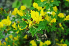 Chamaecytisus wulfii