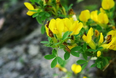 Chamaecytisus wulfii