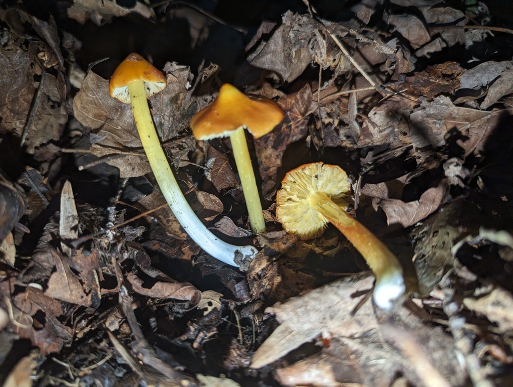 Hygrocybe sp. 'OH01'