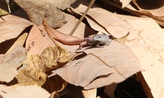 Red-Tailed Litter-Skink photo 2