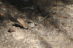 Diporiphora jugularis