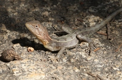 Diporiphora jugularis