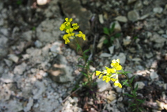 Erysimum cuspidatum