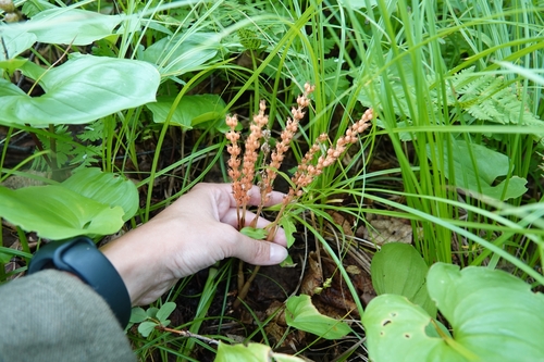 Image of Asian Neottia (Neottia acuminata) by (c) Валерия Ковалева, some rights reserved (CC BY)