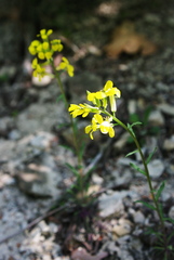 Erysimum cuspidatum