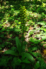 Orchis punctulata