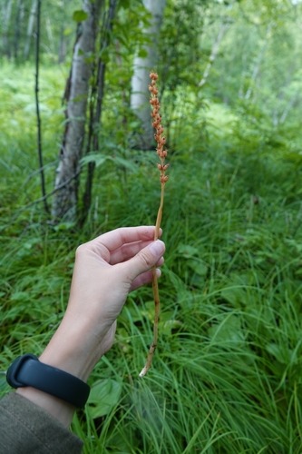 Image of Neottia acuminata by (c) Валерия Ковалева, some rights reserved (CC BY)
