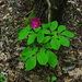Caucasus Peony - Photo (c) Сергей Дудов, some rights reserved (CC BY-NC), uploaded by Сергей Дудов