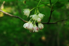 Staphylea pinnata