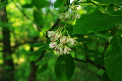 Staphylea pinnata