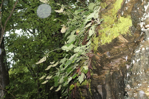 Image of Heuchera villosa by (c) Dominic, some rights reserved (CC BY)