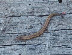 Batrachoseps gavilanensis