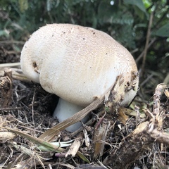 Agaricus