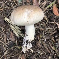 Agaricus