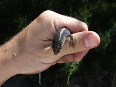 Plestiodon obsoletus
