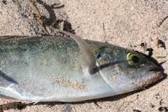 Caranx caballus