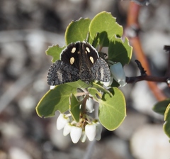 Litocala sexsignata