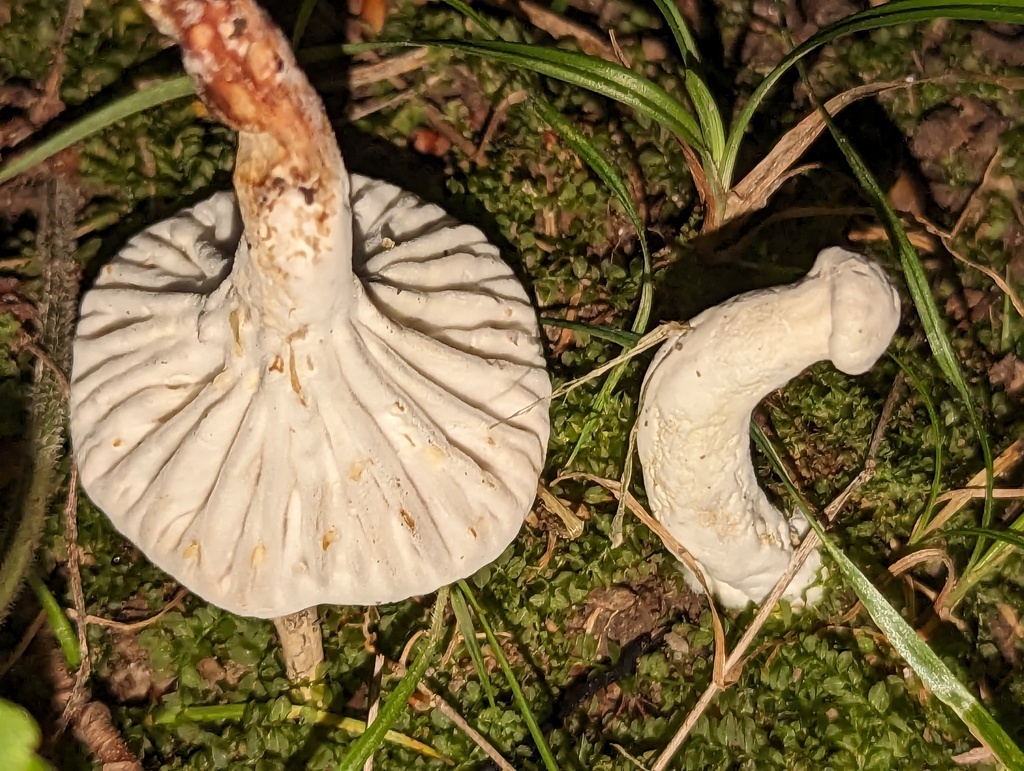 Hypomyces sp. 'IN05'