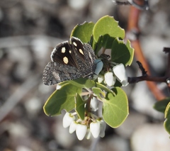 Litocala sexsignata