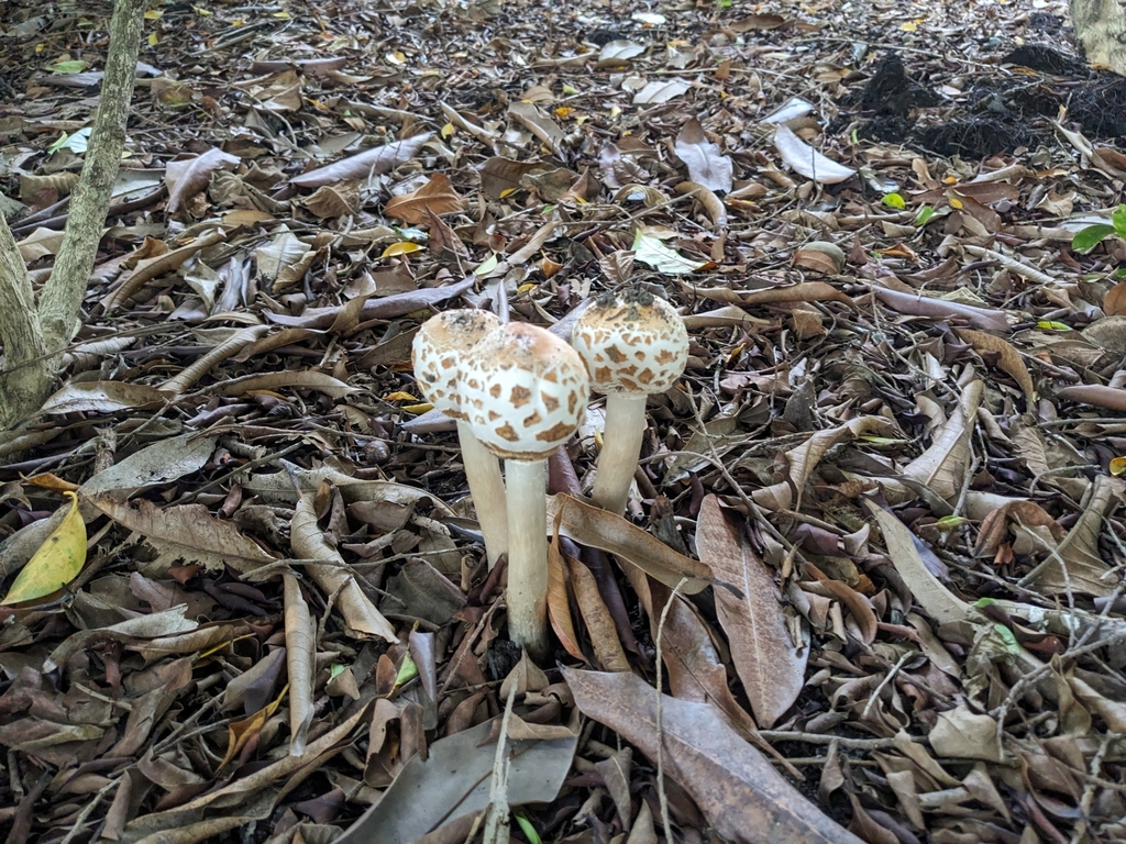 Chlorophyllum globosum
