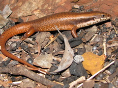 Goldfields Crevice-Skink photo 1