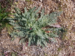 Oenothera primiveris primiveris