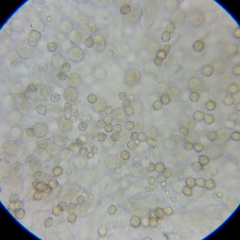 Entoloma medianox