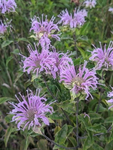 Monarda fistulosa