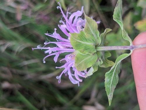 Monarda fistulosa