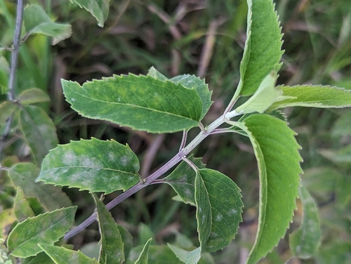Monarda fistulosa