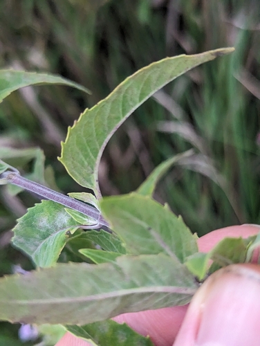 Monarda fistulosa