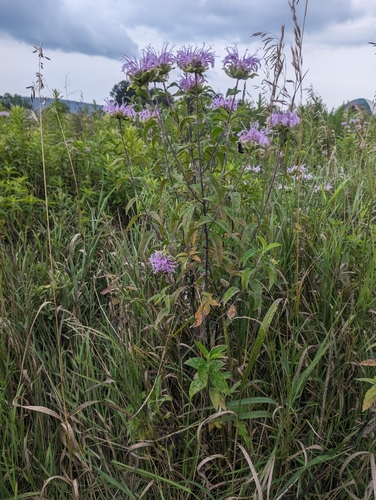 Monarda fistulosa