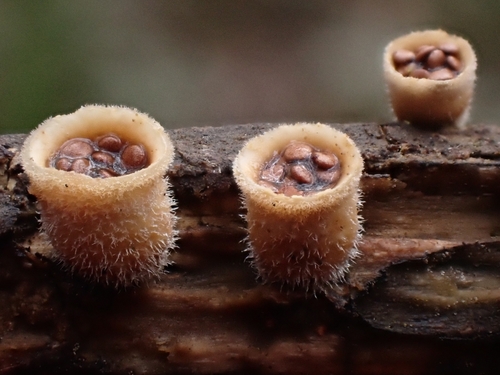 woolly bird's nest fungus