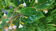 Apocynum androsaemifolium image