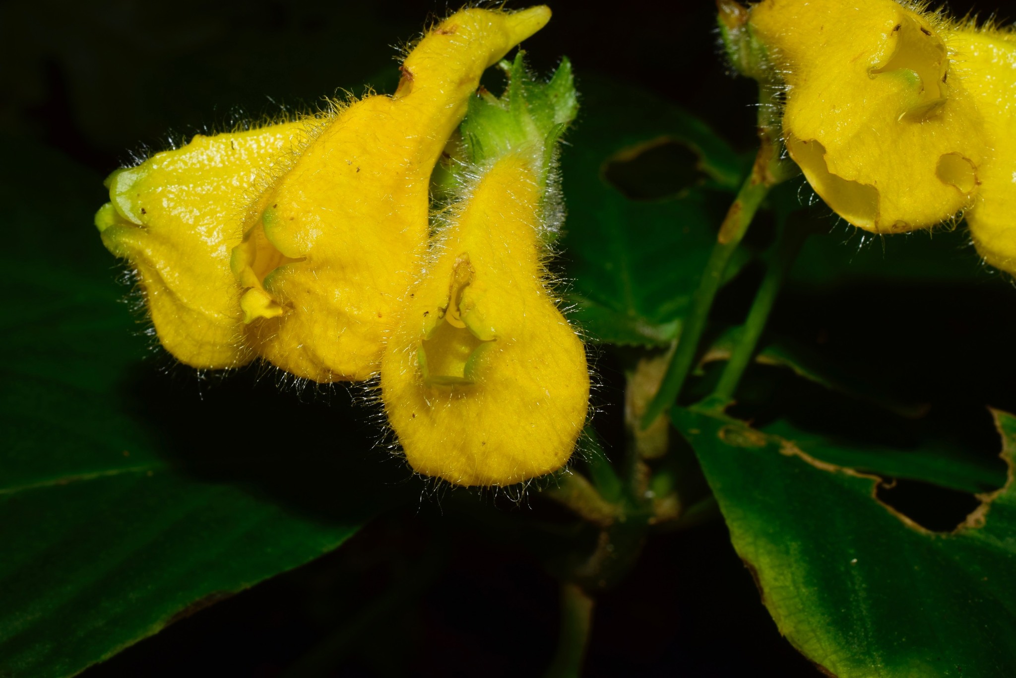 Gasteranthus osaensis