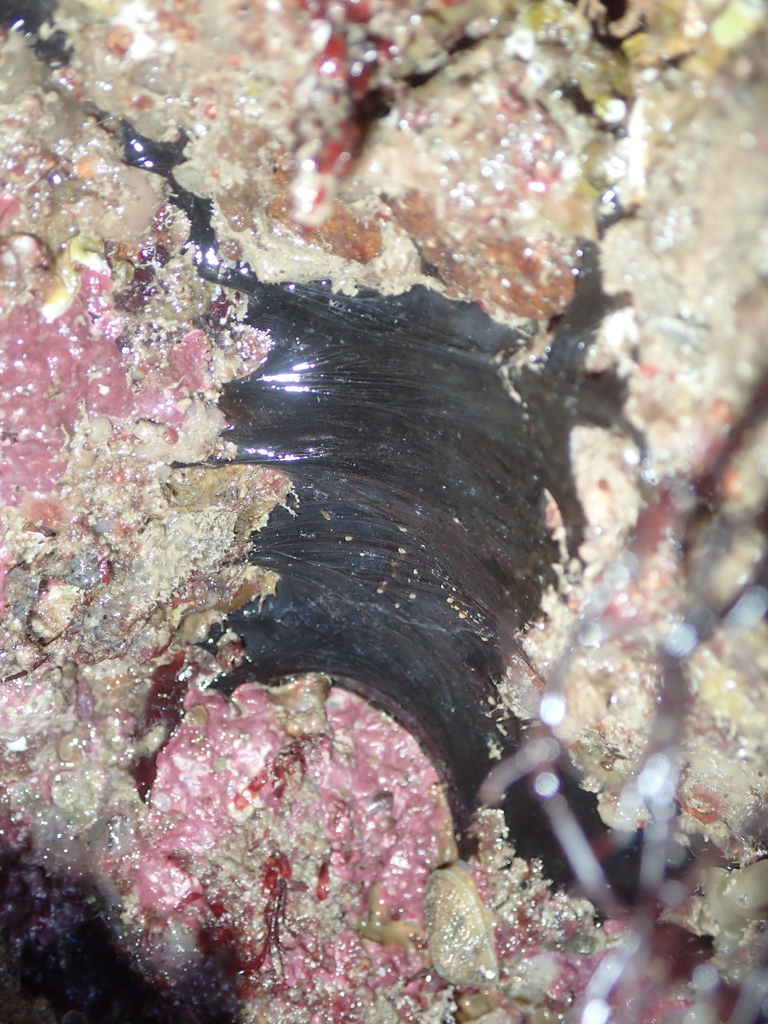 black tar sponge
