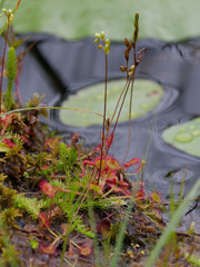 Drosera rotundifolia image