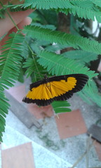 Xanthyris flaveolata